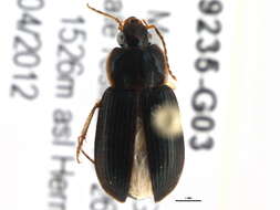 Image of Parophonus