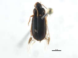 Image of Parophonus