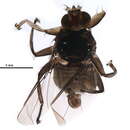 Image of Ornithophila