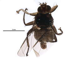 Image of Ornithophila