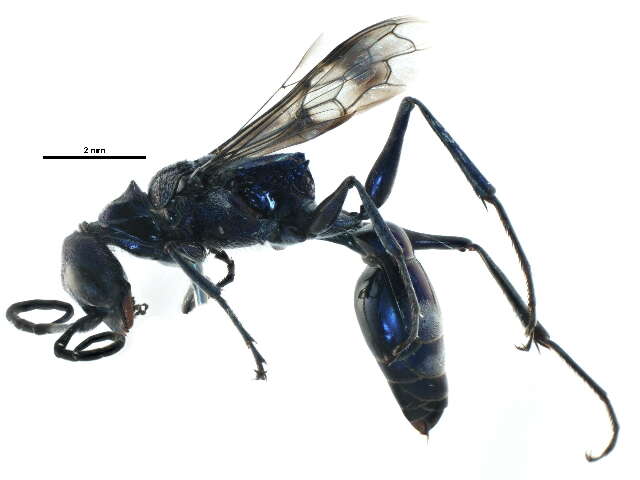 Image of cockroach wasps