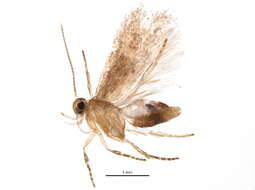 Image of Ochrodia