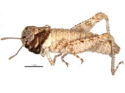 Image of Acrotylus