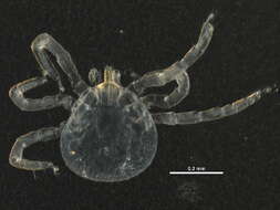 Image of softbacked ticks