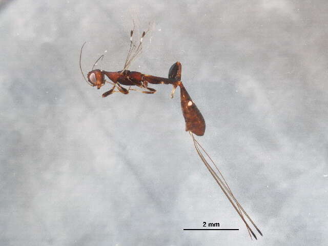 Image of stephanid wasps