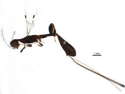 Image of stephanid wasps