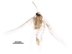 Phyllonorycter holodisci (Braun 1939) resmi