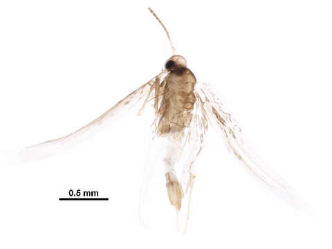 Phyllonorycter holodisci (Braun 1939) resmi