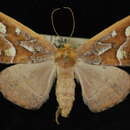 Image of Caripeta latiorata Walker 1862