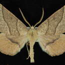 صورة <i>Caripeta ocellaria</i>