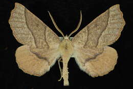 Image of <i>Caripeta ocellaria</i>