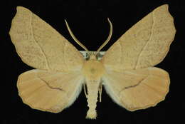 Image of <i>Caripeta ocellaria</i>