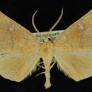 Image of <i>Caripeta macularia</i>