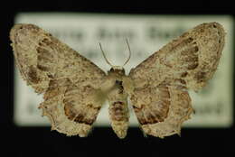 Image of swallowtail moths