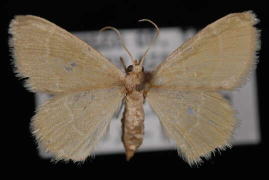 Image of Thin-lined Chlorochlamys Moth