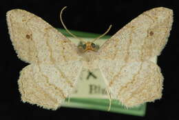 Image of Macaria atrimacularia