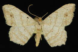 Image of Macaria atrimacularia