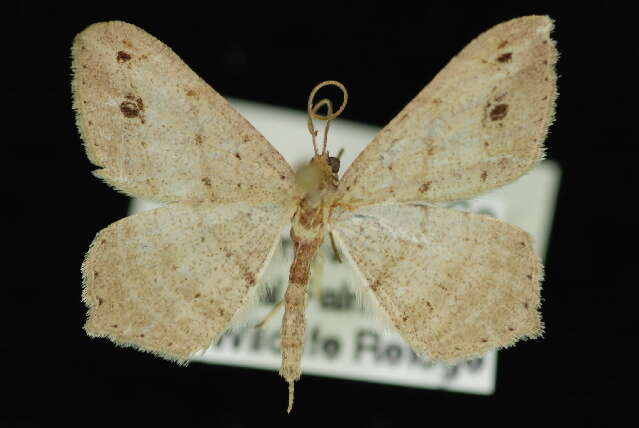 Image of Macaria atrimacularia