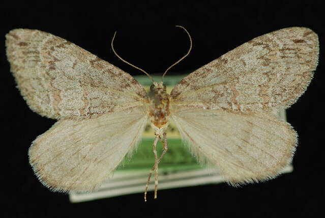 Image of Hydriomena expurgata Barnes & McDunnough 1918