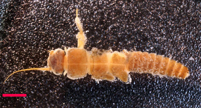 Image of Western glacier stonefly