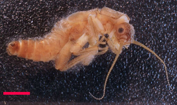 Image of Western glacier stonefly