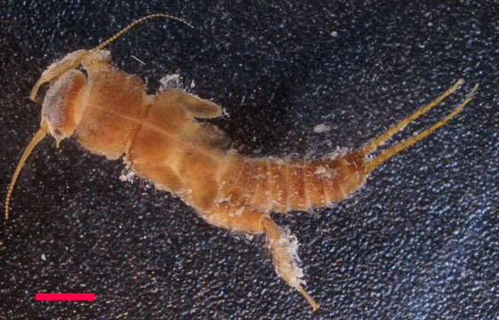 Image of Western glacier stonefly