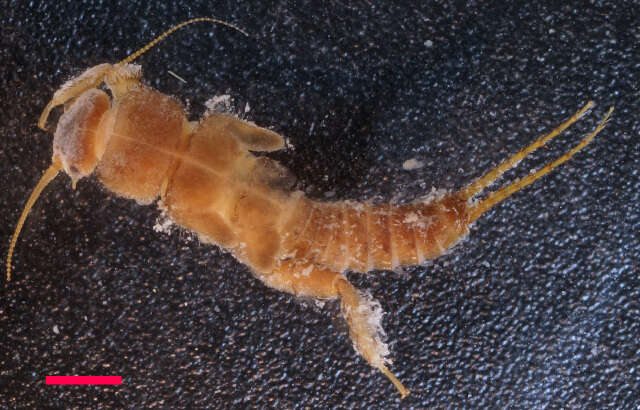 Image of Western glacier stonefly