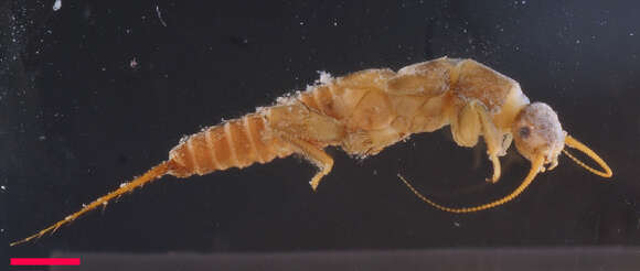 Image of Western glacier stonefly