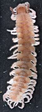 Image of Polydesmus