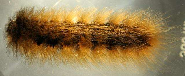 Image of Arctic Wooly-Bear Caterpillar
