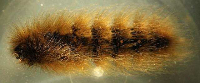 Image of Arctic Wooly-Bear Caterpillar