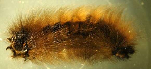 Image of Arctic Wooly-Bear Caterpillar