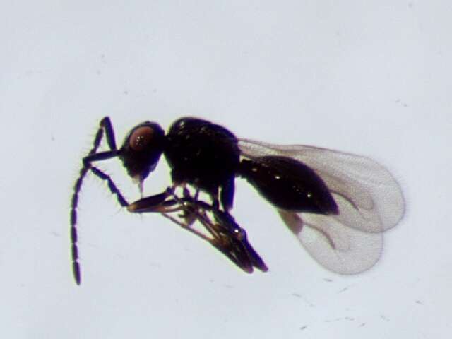 Image of Dendrocerus