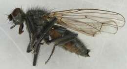 Scathophaga nigripalpis (Becker 1907) resmi