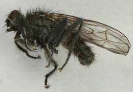 Scathophaga nigripalpis (Becker 1907) resmi