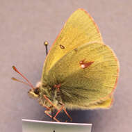 Image of Hecla Sulphur