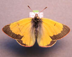 Image of Hecla Sulphur