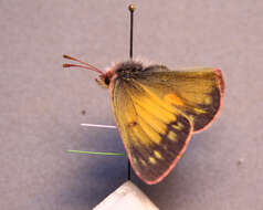 Image of Hecla Sulphur