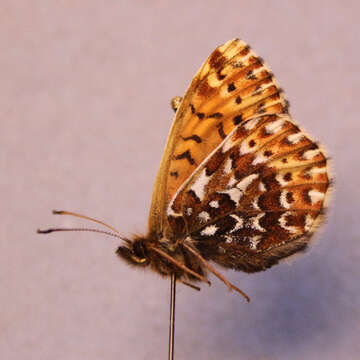 Imagem de <i>Boloria polaris</i>