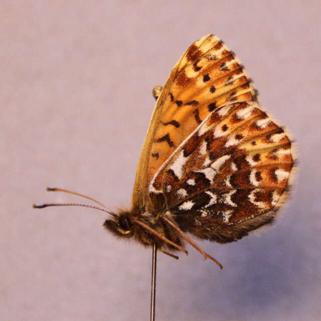 Image of Polaris Fritillary