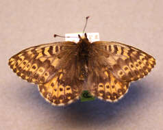 Image of Polaris Fritillary