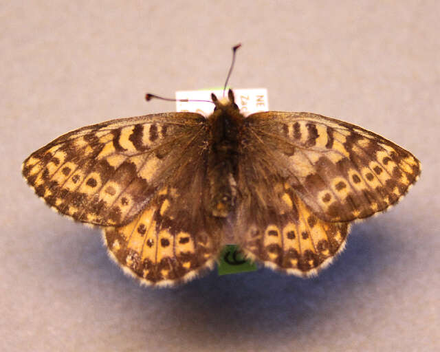 Imagem de <i>Boloria polaris</i>