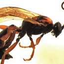 Image of Ichneumon lariae Curtis 1835