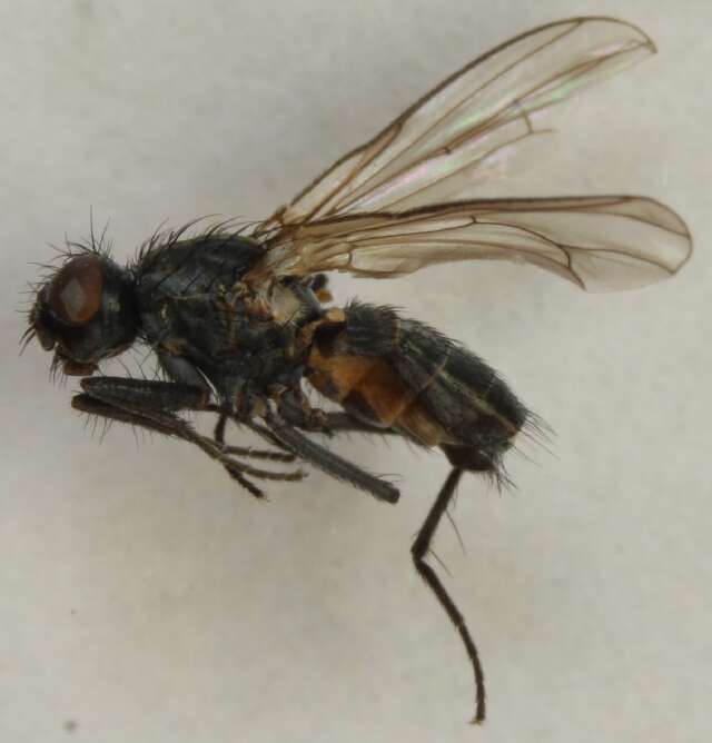 Image of Fucellia ariciiformis (Holmgren 1872)