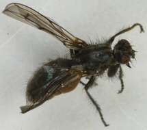 Scathophaga nigripalpis (Becker 1907) resmi