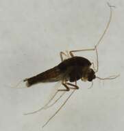 Image of <i>Orthocladius gelidorum</i>