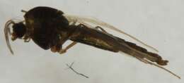 Image of <i>Orthocladius gelidorum</i>