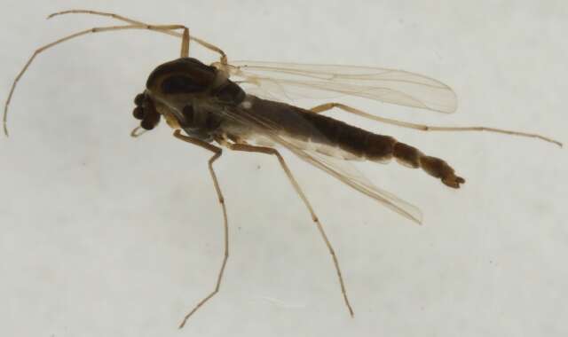 Image of Orthocladius priomixtus Saether 2004