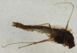 Image of <i>Tokunagaia scutellata</i>