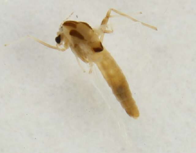 Image of Tanytarsus